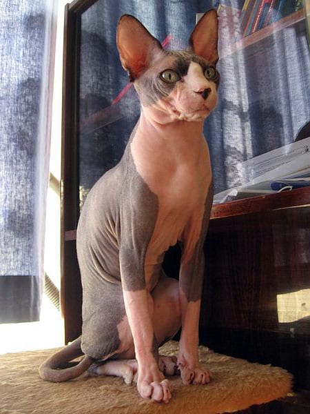 Lost Sphynx grey named Smokey in Windsor