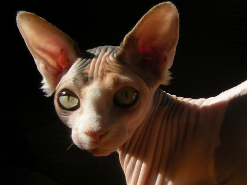 Lost Sphynx grey named Pumpkin in Calgary