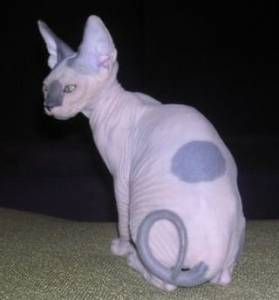 Lost Sphynx orange tabby named Oscar in Hamilton