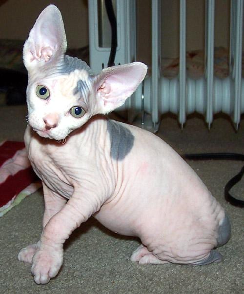 Lost Sphynx grey named Oscar in Stony Plain