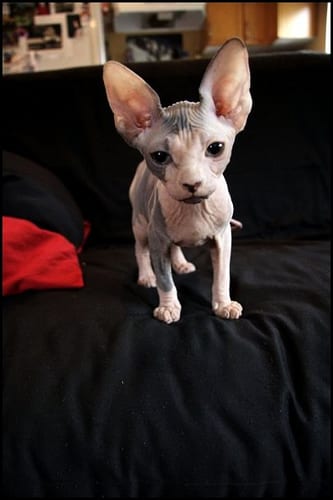 Lost Sphynx grey tabby named Shadow in Edmonton
