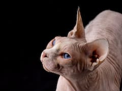 Lost Sphynx cream named Oreo in London