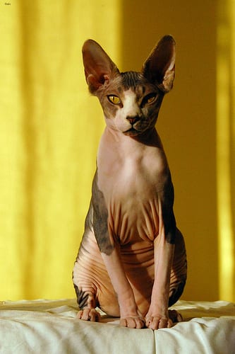 Lost Sphynx black and white named Shadow in London