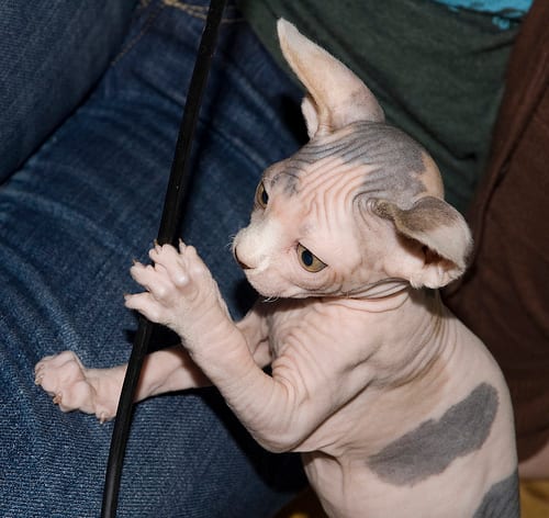 Lost Sphynx grey tabby named Willow in Montréal