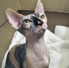 Lost Sphynx grey named Lola in Shawinigan