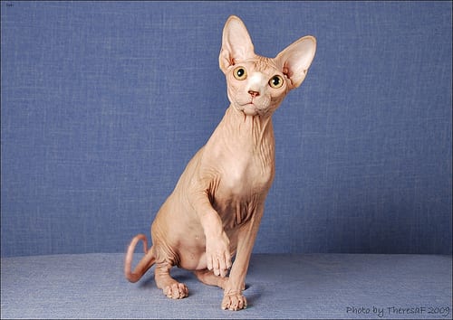 Lost Sphynx grey tabby named Toby in Winnipeg