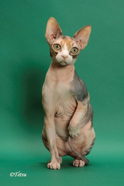 Lost Sphynx tabby named Ziggy in Surrey