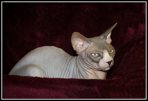 Lost Sphynx tabby named Chloe in Québec City
