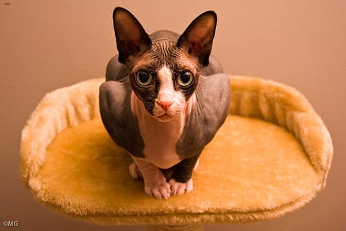 Lost Sphynx black named Chloe in Corner Brook