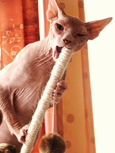 Lost Sphynx black named Toby in Montréal
