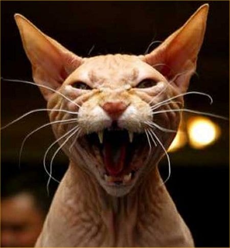 Lost Sphynx black and white named Simba in Calgary