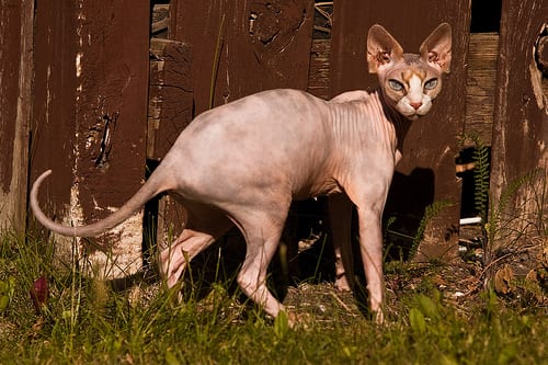 Lost Sphynx white named Lola in Montréal