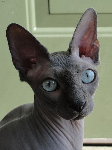 Lost Sphynx white named Mittens in Timmins