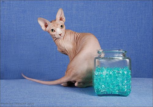 Lost Sphynx grey tabby named Misty in Yellowknife