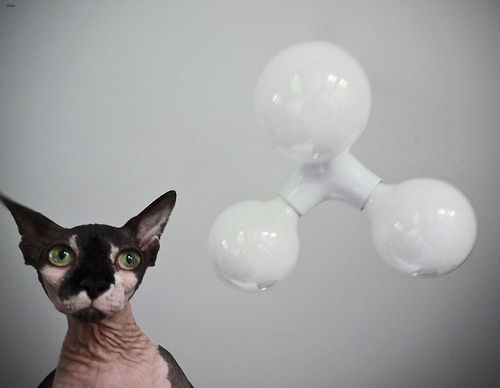 Lost Sphynx black named Felix in Portage la Prairie