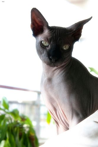 Lost Sphynx calico named Misty in Toronto