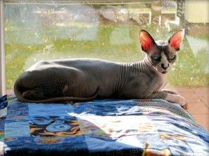 Lost Sphynx black and white named Tiger in Truro