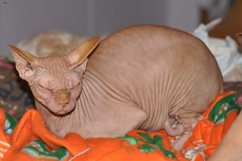Lost Sphynx tabby named Chloe in Estevan