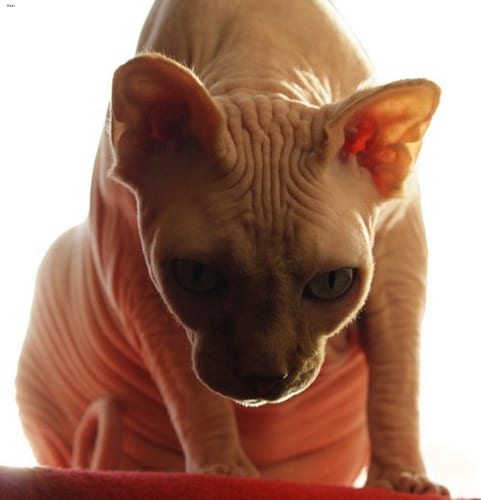 Lost Sphynx white named Felix in Salaberry-de-Valleyfield