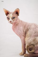 Lost Sphynx grey named Misty in Montréal