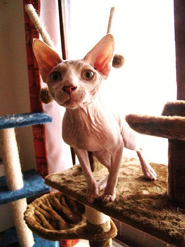 Lost Sphynx grey named Sophie in Peterborough