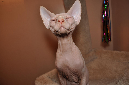 Lost Sphynx tortoiseshell named Jasper in Brockville
