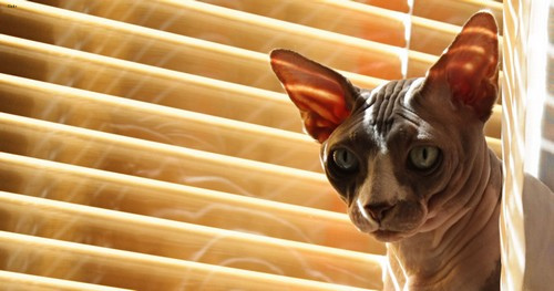 Lost Sphynx white named Felix in Kitchener