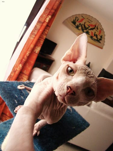 Lost Sphynx white named Lola in Toronto