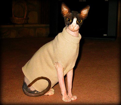 Lost Sphynx black named Chloe in Vancouver