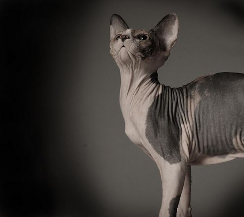 Lost Sphynx black named Biscuit in Cornwall