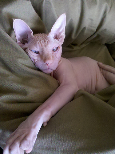 Lost Sphynx orange tabby named Chloe in Surrey