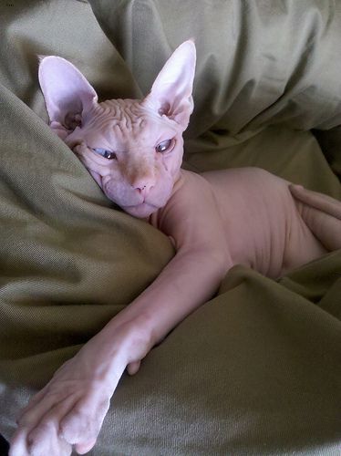 Lost Sphynx orange tabby named Chloe in Surrey