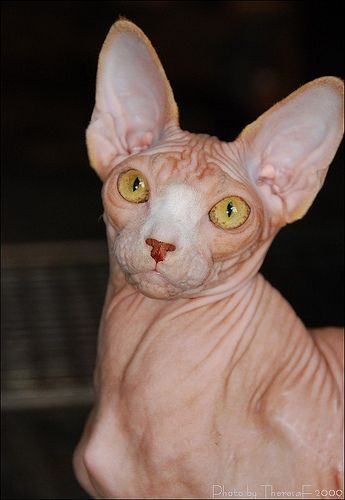 Lost Sphynx orange tabby named Lola in Toronto