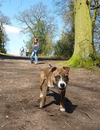 Lost Staffordshire Bull Terrier chocolate named Buddy in Vancouver