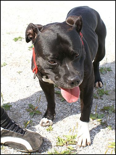 Lost Staffordshire Bull Terrier brown and white named Tucker in Montréal