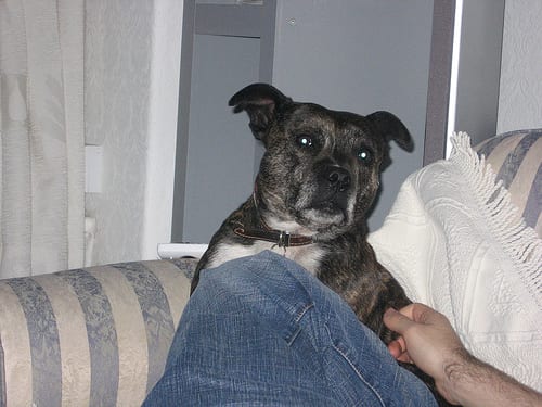 Lost Staffordshire Bull Terrier tan named Max in Beaumont