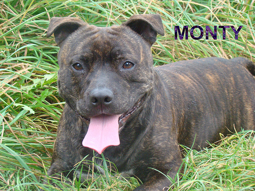 Lost Staffordshire Bull Terrier chocolate named Bear in Ottawa