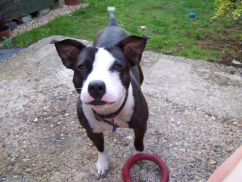 Lost Staffordshire Bull Terrier black named Bella in Edmundston