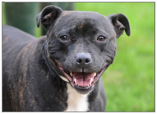 Lost Staffordshire Bull Terrier brown named Roxy in Cambridge