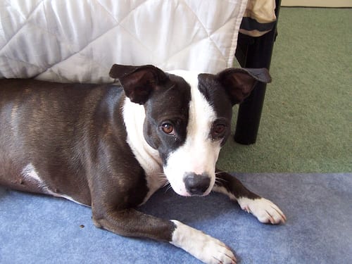 Lost Staffordshire Bull Terrier black and white named Buddy in Saskatoon