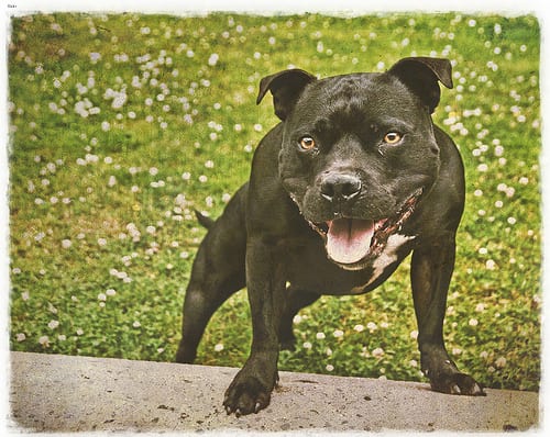 Lost Staffordshire Bull Terrier white named Milo in Calgary
