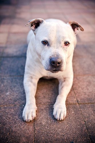 Lost Staffordshire Bull Terrier chocolate named Sadie in Vancouver