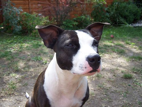 Lost Staffordshire Bull Terrier chocolate named Charlie in Repentigny