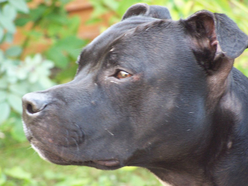 Lost Staffordshire Bull Terrier golden named Milo in Richmond Hill