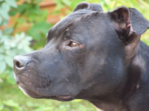 Lost Staffordshire Bull Terrier golden named Milo in Richmond Hill