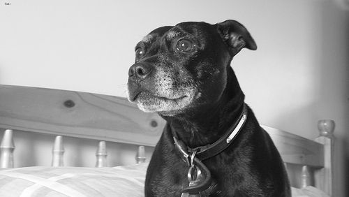 Lost Staffordshire Bull Terrier tan named Finn in Terrebonne