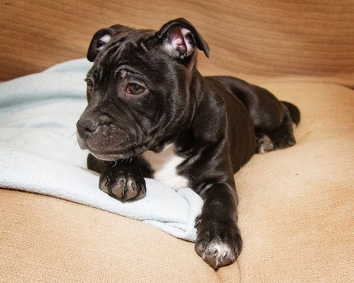 Lost Staffordshire Bull Terrier golden named Nala in Conception Bay South