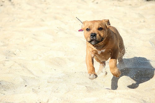 Lost Staffordshire Bull Terrier tan named Piper in Winnipeg