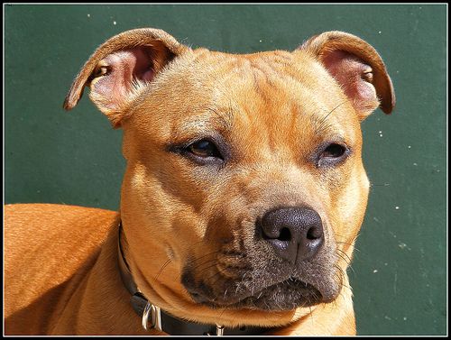Lost Staffordshire Bull Terrier chocolate named Leo in Yorkton