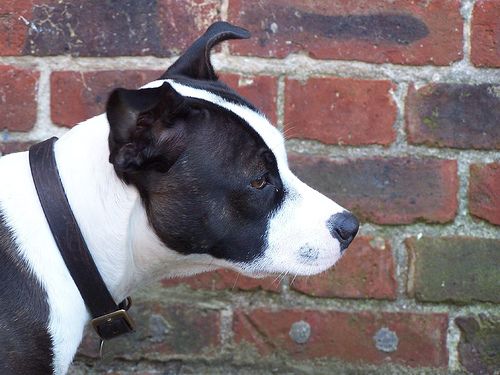 Lost Staffordshire Bull Terrier cream named Rosie in Regina